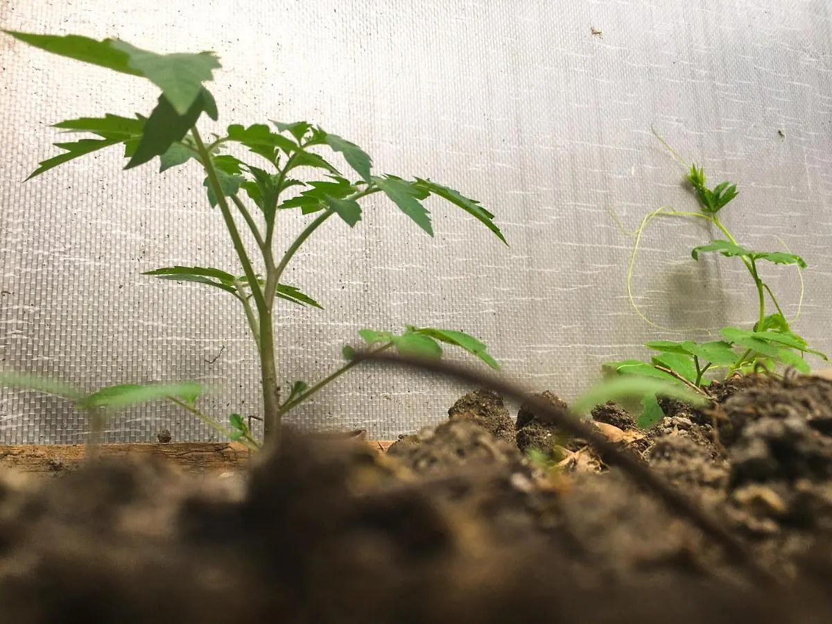 프라하 Vila Flora 호스텔